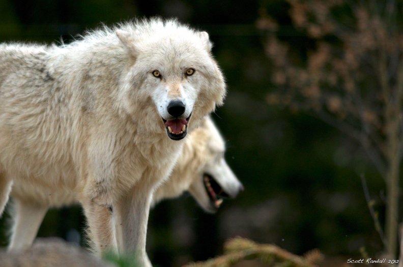 arctic_wolves.jpg