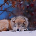 Wolf lying in snow