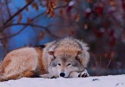 Wolf lying in snow