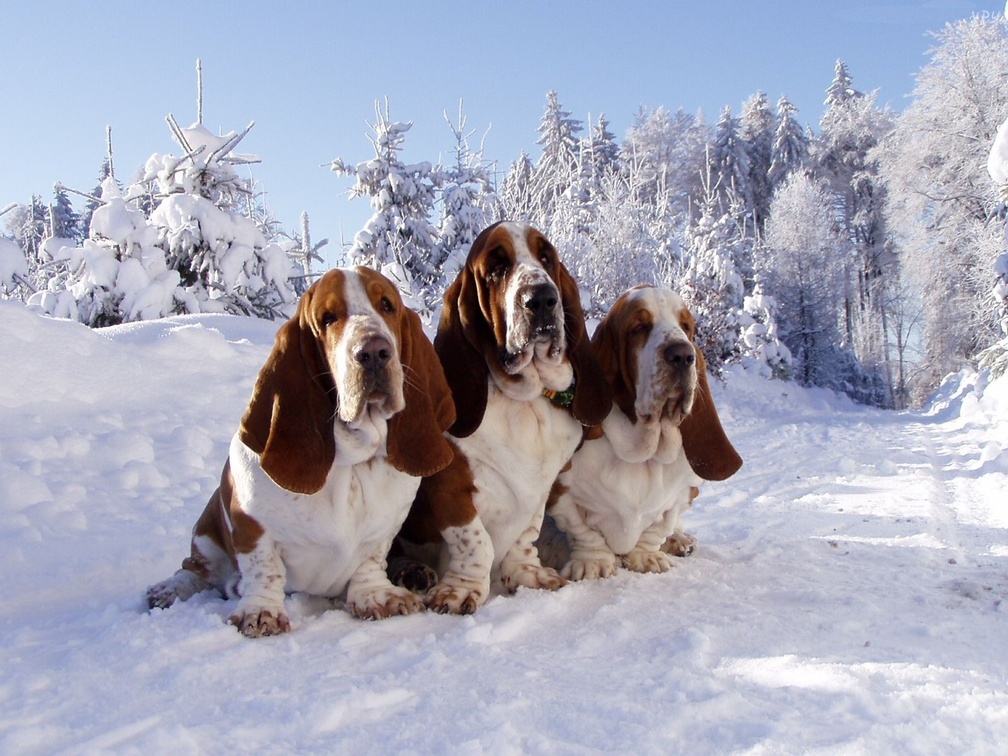 Trio in Snow