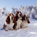 trio_in_snow.jpg