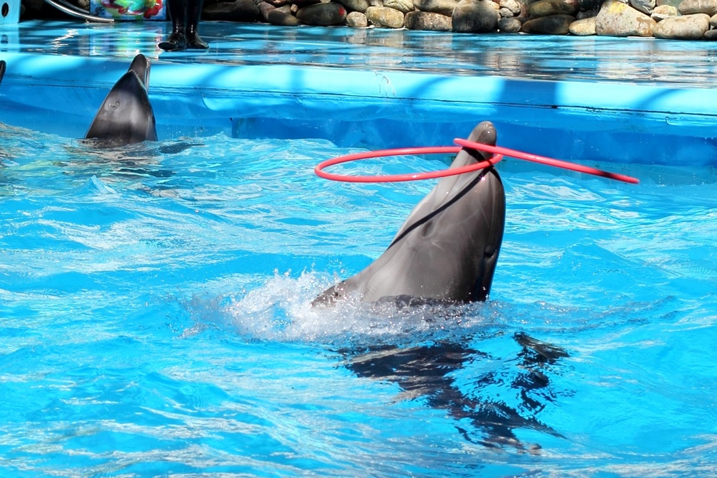 ~ Dolphine Playing
