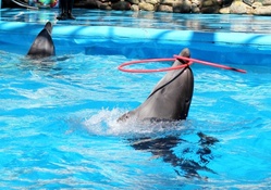 ~ Dolphine Playing