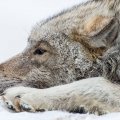 Laying wolf
