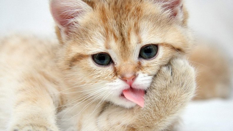 Cat licking.