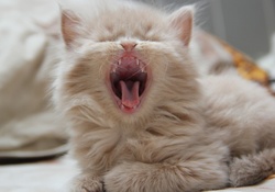 Yawning