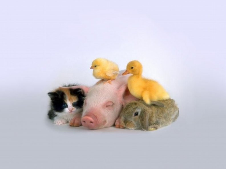 Piggy and Friends