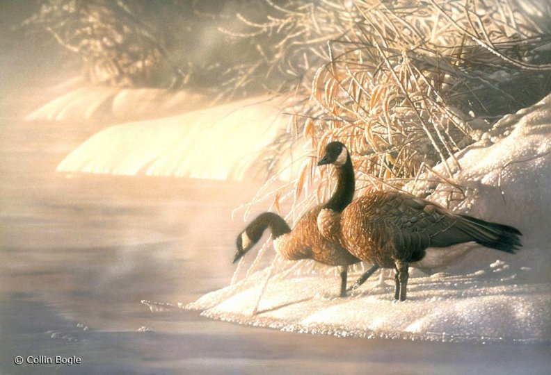 winter_geese.jpg