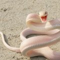 snakes albino
