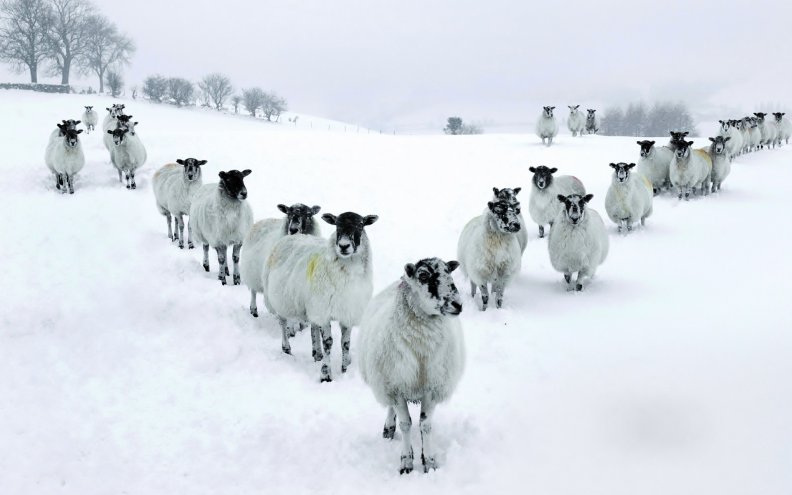 herd_of_sheep_in_v_formation_in_winter.jpg