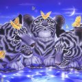 ★Little Tigers Curiosity★