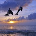 amazing flying dolphins