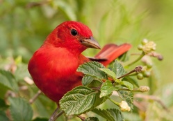 *** Cardinal ***