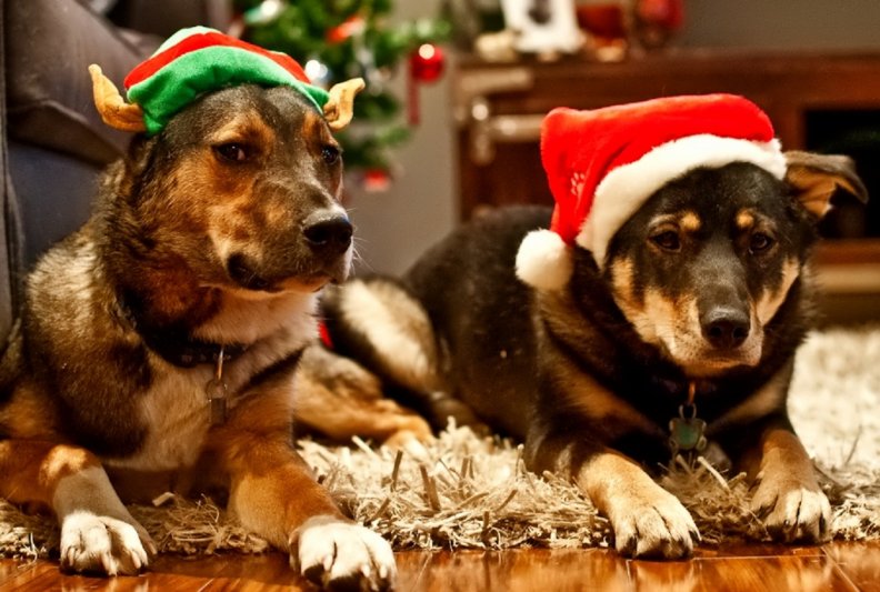 christmas_dogs.jpg