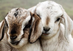Nice Goats