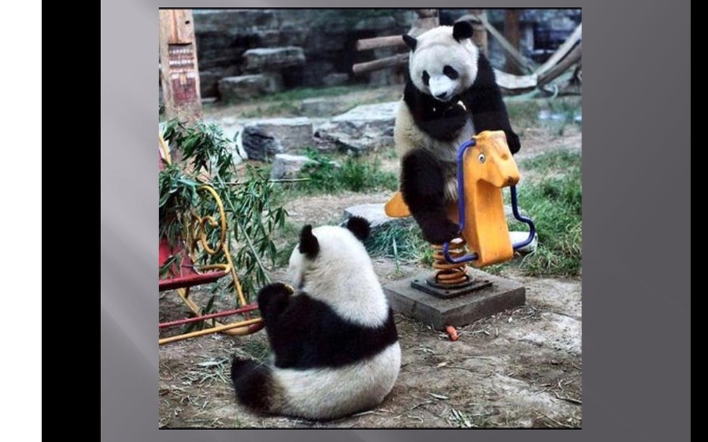 2 Panda bears playing