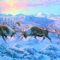 ★Battling Bulls Caribou in Winter★