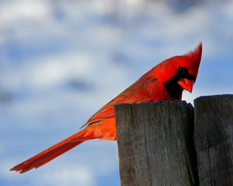 Red Cardinal!