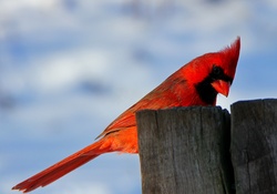 Red Cardinal!