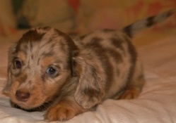 Baby dachshund