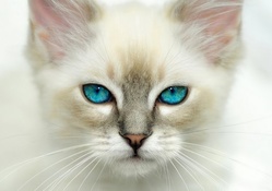 Blue eyes kitten