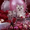Kittens and pink Christmas