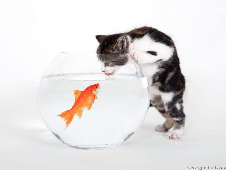 Cat trying to catch Goldfish