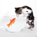 Cat trying to catch Goldfish