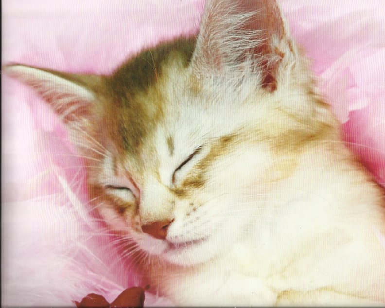 kitten_napping.jpg