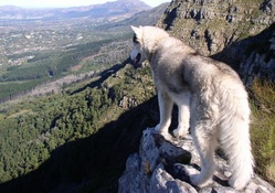 mountain wolf