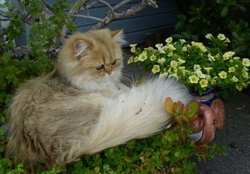 Beautiful Persian Kitty in a Garden