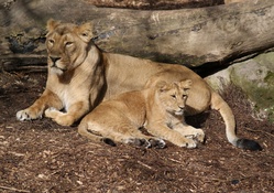 Asian lions