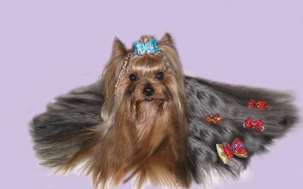 cool yorkshire terrier