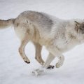 running_wolf