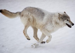 running_wolf