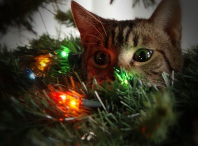 mesmerized_christmas_kitten.jpg