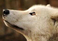 awakening wolves