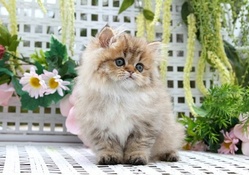 Cute Persian Kitten