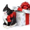 Christmas Kitten for Weir!