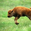 bison_calf.jpg