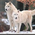 Wolfs On Snow