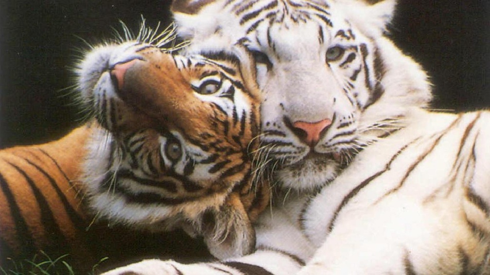 Tiger couple