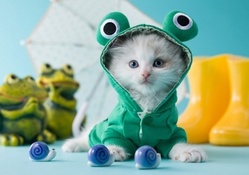 Funny Kitty Frog