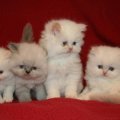 Cute Persian Kittens