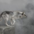fantasy wolf