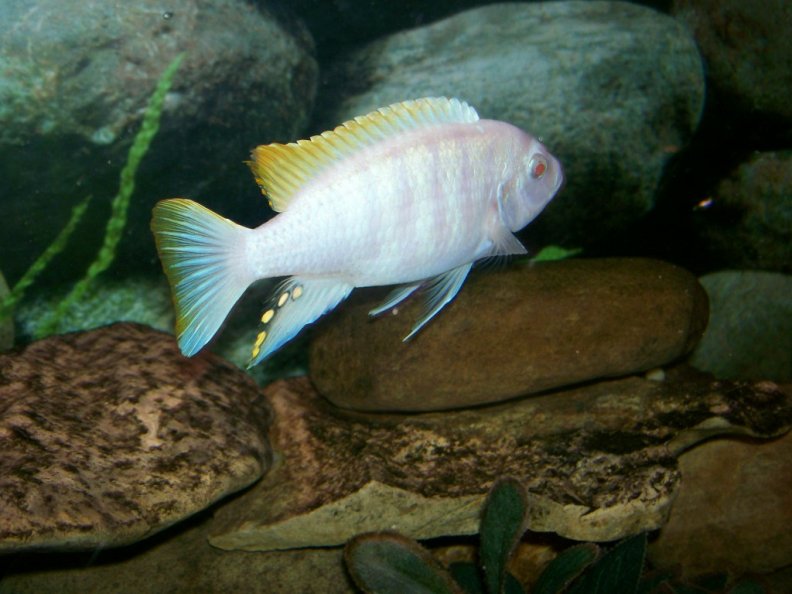 albino_zebrafish.jpg