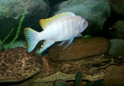 albino zebrafish