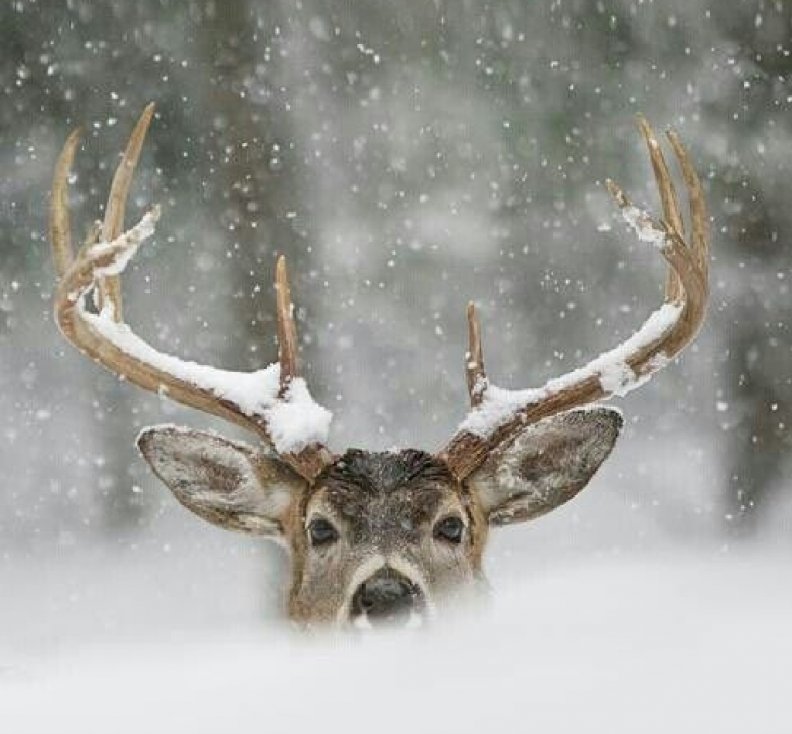 deer_in_snow.jpg