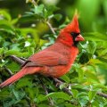*** Cardinal ***