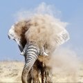 an elephant taking a dirt shower
